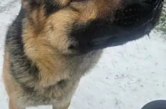 Найдена собака, Липецк, фото: Собака найдена на ул. Баумана, Липецк