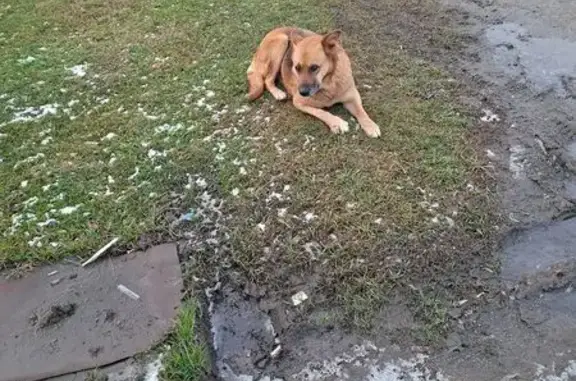Найдена собака, Афипсип, фото: Собака найдена: ул. Хакурате, Афипсип