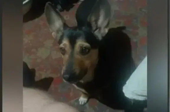 Пропала собака, Торфяная ул., Н. Тагил