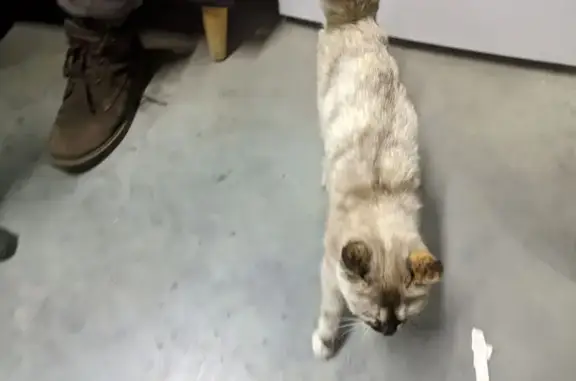 Найдена кошка, Омск, фото: Найдена кошка, Омск, Госпитальная 19