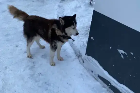 Найдена собака, Вологда, фото: Хаски найдена: ул. Чернышевского, 84, Вологда