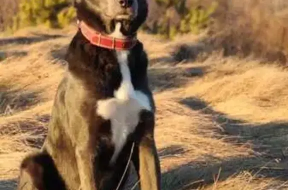 Пропала собака, Каменская ул., Каменск