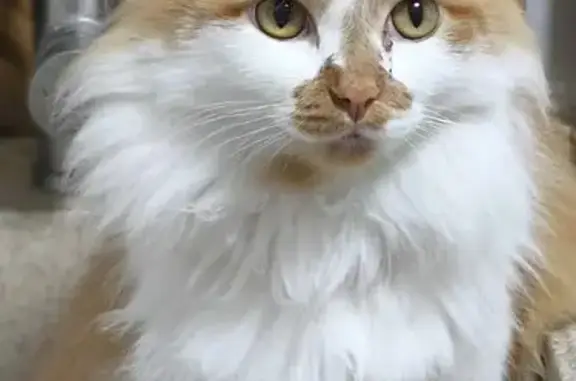 Пропала кошка, Ломоносова 13, Тулун