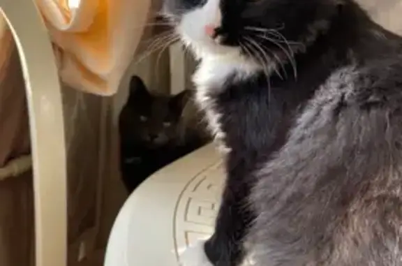 Пропала кошка на ул. Маркина, Тепличный