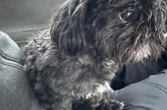 Найдена собака, Ижевск, фото: Собака найдена: ул. Загородная, 147