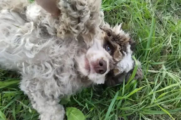 Пропала собака, Никольская ул. 11, Шарыпово