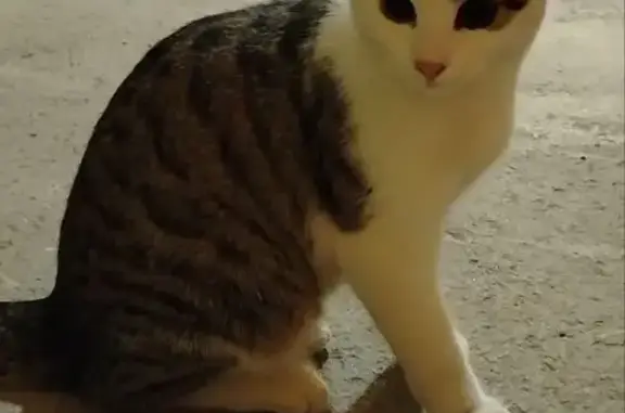 Найдена кошка, Санкт-Петербург, фото: Кошка найдена: Старо-Петергофский пр., 43-45