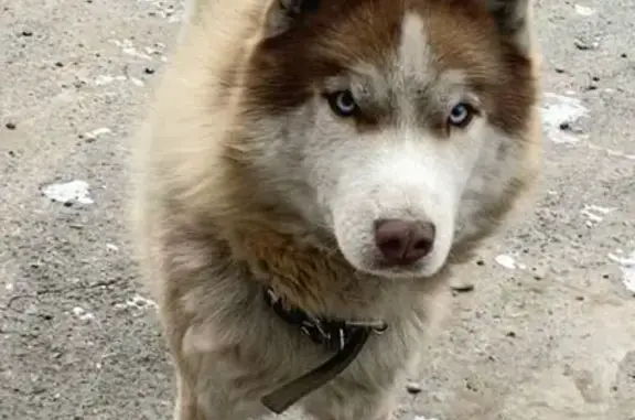 Найдена собака, Калининский сельсовет, фото: Собака найдена на Радужной, Калинино-3