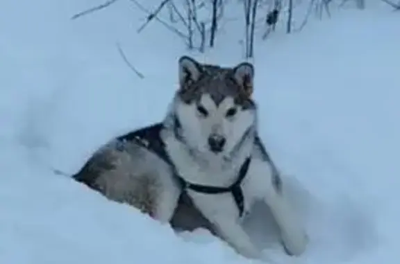 Собаки потеряшки, Казённая Заимка, фото: Потеряшка собака, Казённая Заимка, Алтай