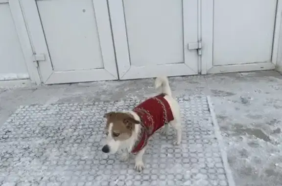 Найдена собака, район Троицк, фото: Собака найдена: Академическая пл., 3