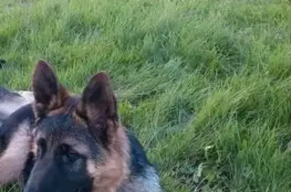 Пропала собака, Старые Туймазы