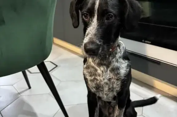 Найденные животные Кострома, фото: Щенок найден: Галичская ул., 28, Кострома