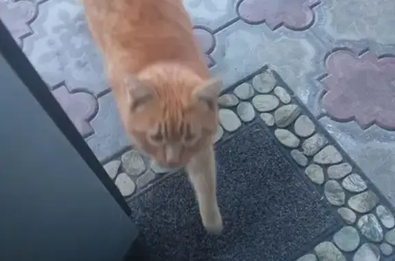 Найдена кошка, Нальчик, фото: Кошка найдена на ул. Калмыкова, Нальчик