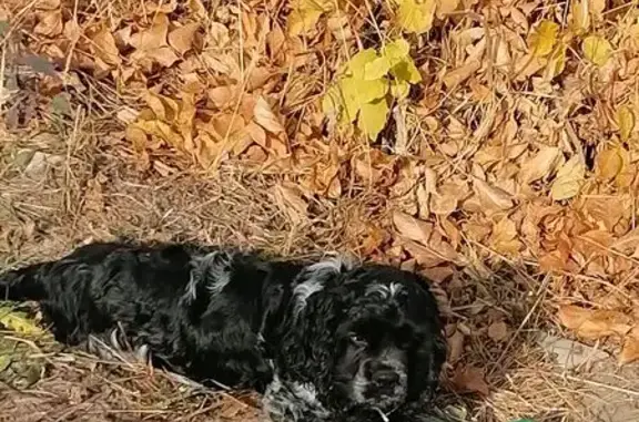 Пропала собака, Выборгская ул., Себрово