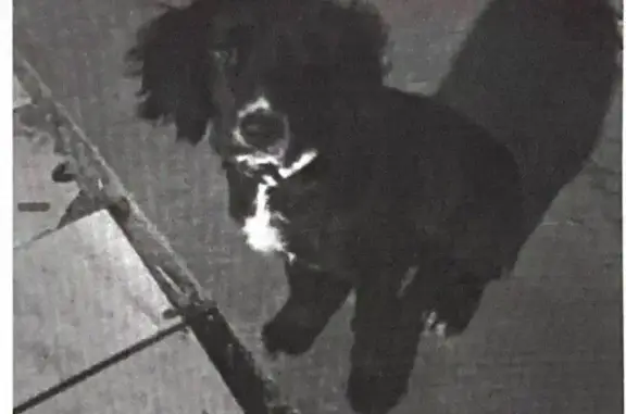 Пропала собака, ул. Ленина, Башмаковка