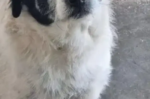 Пропала собака, Красная ул. 276, Лабинск