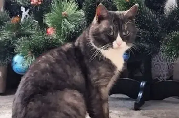 Пропала кошка, ул. Ломоносова 30, Кулебаки