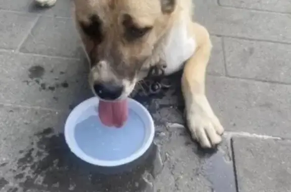 Пропала собака Арчи, Котельники, 46К-9630