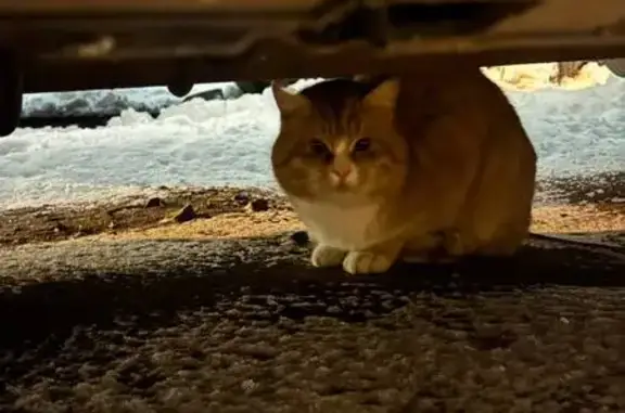 Найдена кошка, деревня Совьяки, фото: Рыжая кошка найдена у Чистяковой 8, Одинцово