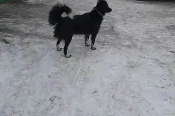 Пропала собака, Омск, ул. Молодогвардейская