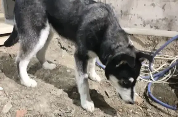Найдена собака, Томск, фото: Найдена хаски, 1-я Рабочая ул., Томск