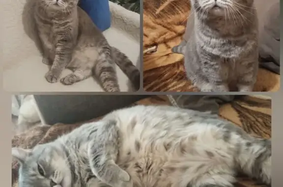 Пропала кошка, Титаровская ул., Краснодар