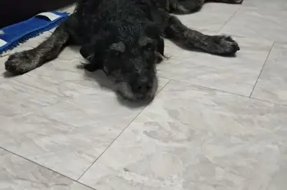 Найдена собака, Ростов-на-Дону, фото: Найдена собака на Пушкинской, 141, Ростов-на-Дону