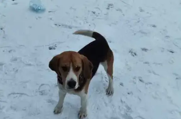 Найдена собака, Бяконтово, фото: Найден бигль, Солнечная ул., Услонь