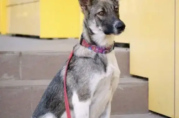 Пропала собака на ул. Кубяка, Хабаровск