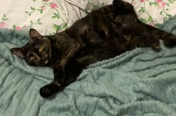 Найдена кошка, Краснодар, фото: Черно-рыжая кошка найдена в Краснодаре