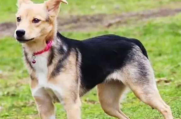 Пропала собака, Сланцы, ул. М. Горького, 7