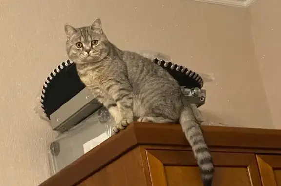 Пропала кошка, Домодедово, МО