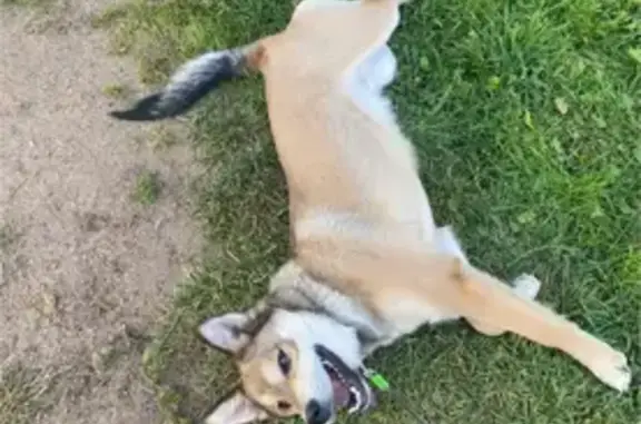 Пропала собака, Поляки, Кировская обл.