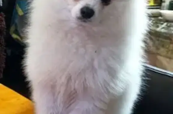 Пропала собака, Новокузнецк, Кемерово