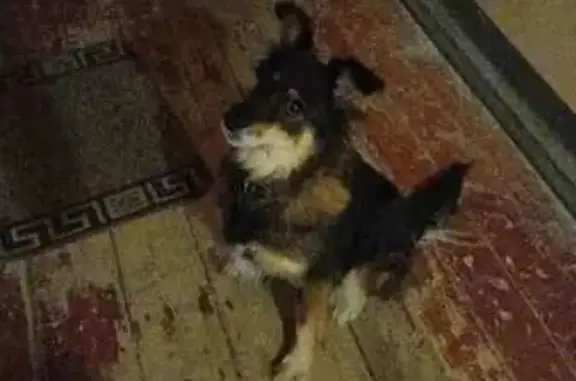 Найдена собака, Казань, фото: Найдена собака: ул. Гудованцева, 29, Казань