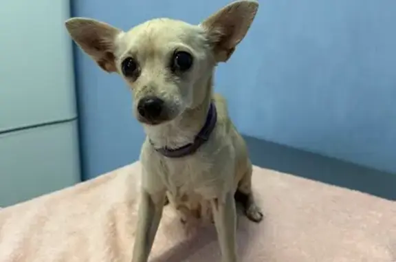 Найдена собака, Волгодонск, фото: Собака найдена: переулок Новаторов, 1