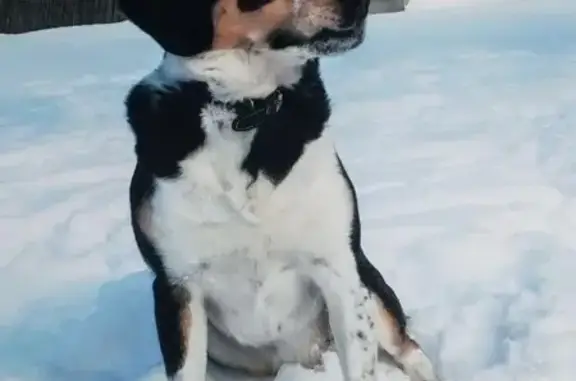 Пропала собака в Шуринцево, Ивановская обл.