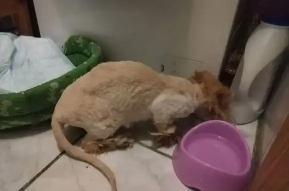 Найдена кошка, Санкт-Петербург, фото: Кошка найдена: Маринеско, 2/7, СПб