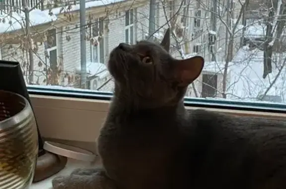 Пропала кошка Дуся на Савушкина, 3