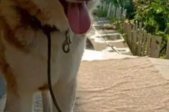 Собаки потеряшки, Краснодар, фото: Потеряшка собака на Солнечной, 201, Краснодар