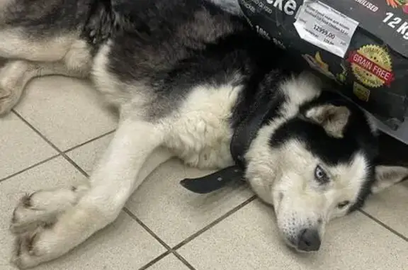 Найдена собака, Тула, фото: Хаски найдена в зоомагазине, Металлургов 62А