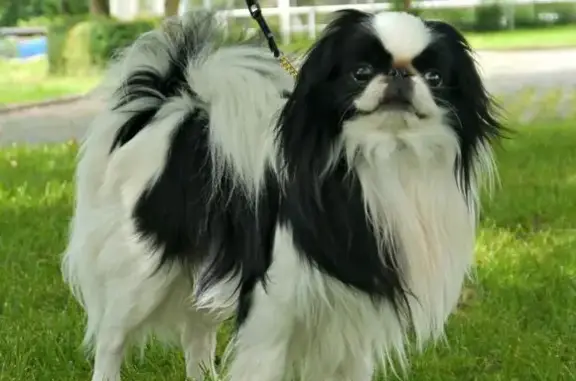 Пропала собака, ул. Пушкина, Абакан