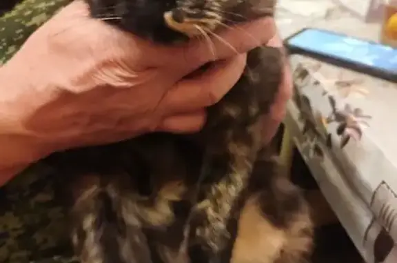 Найдена кошка, Астрахань, фото: Кошка найдена: Астрахань, обл.