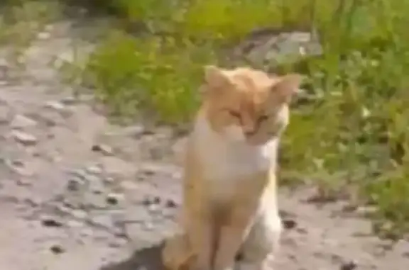 Пропала кошка, Кондопога