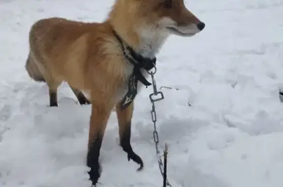 Пропала собака, Балашиха