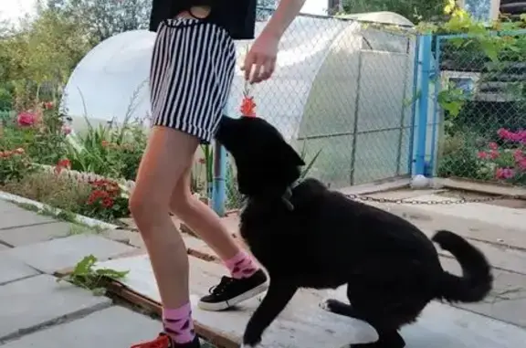 Пропала собака, ул. 8 Марта, Ижевск