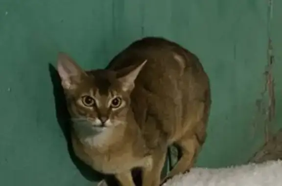 Найдена кошка, Чебоксары, фото: Кошка найдена: ул. Мате Залка, 6/12