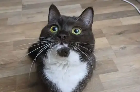 Найдена кошка, Нижний Новгород, фото: Найдена кошка, Нижний Новгород