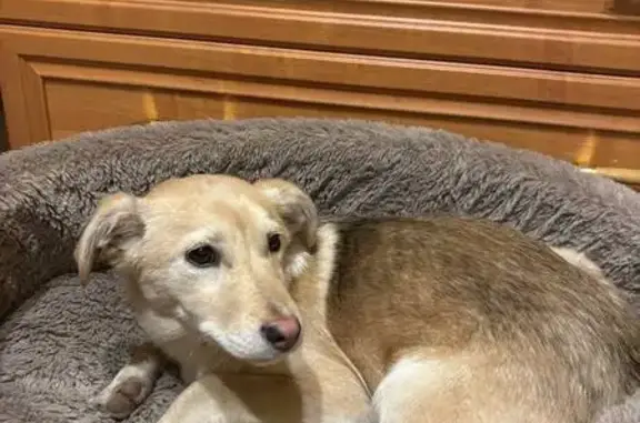 Найдена собака, Волгоград, фото: Собака найдена у пос. Водный, Волгоград