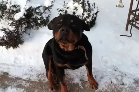 Пропал ротвейлер, Лесная ул. 6/1, Белоусово